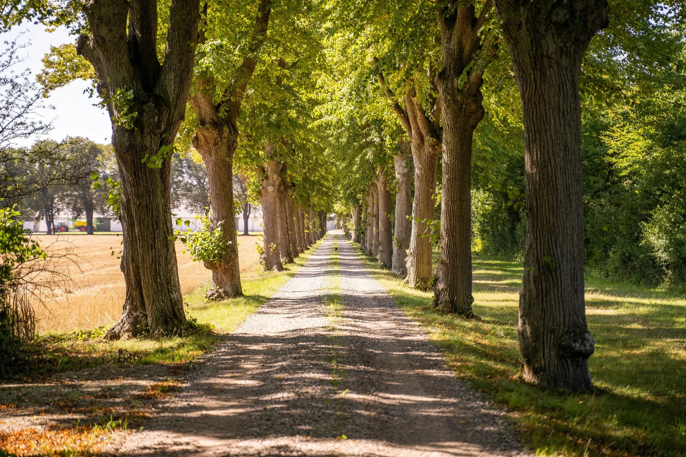 Lindealléen ved Agerup Gods om sommeren