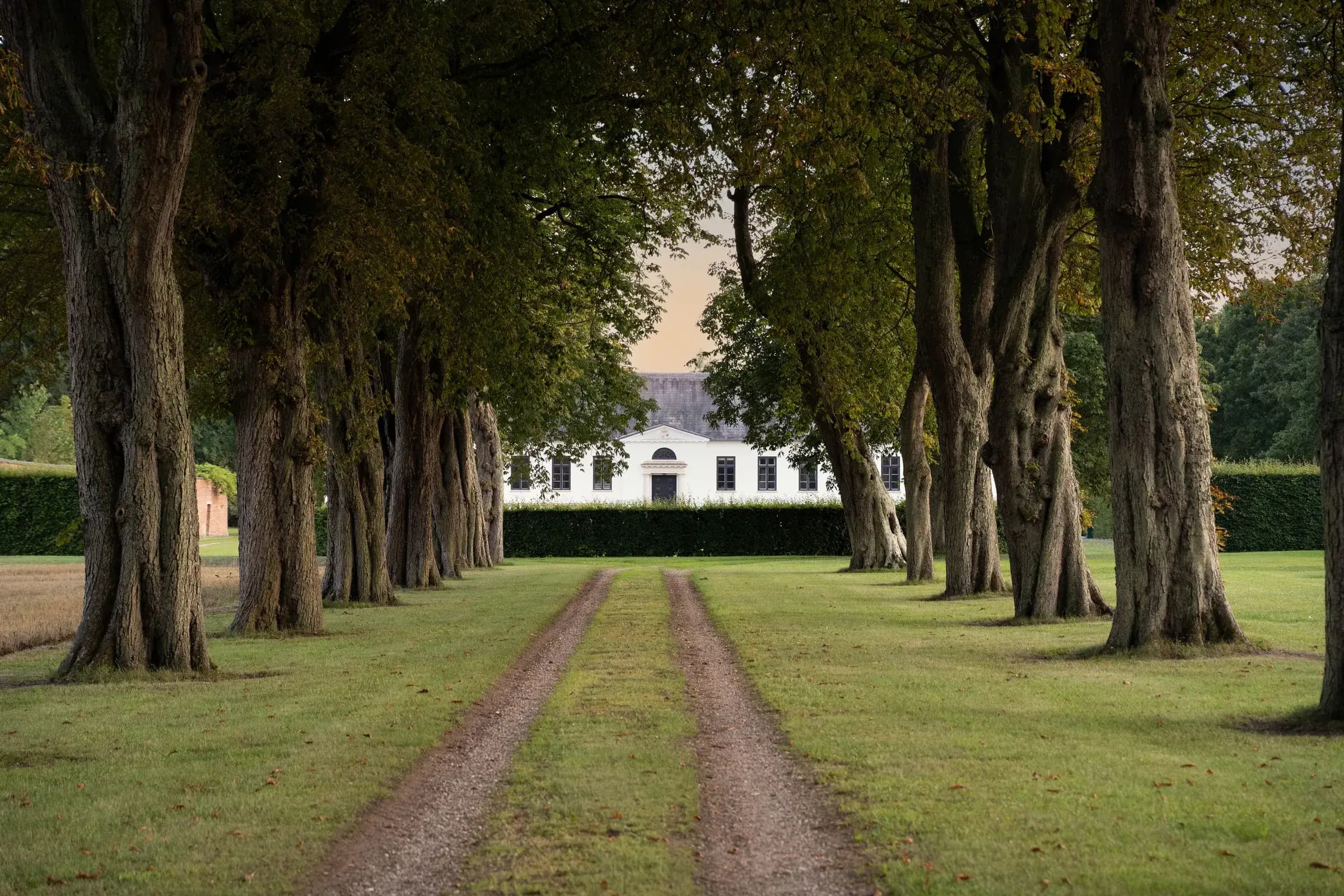 Agerup Gods lindealléen ved solnedgang